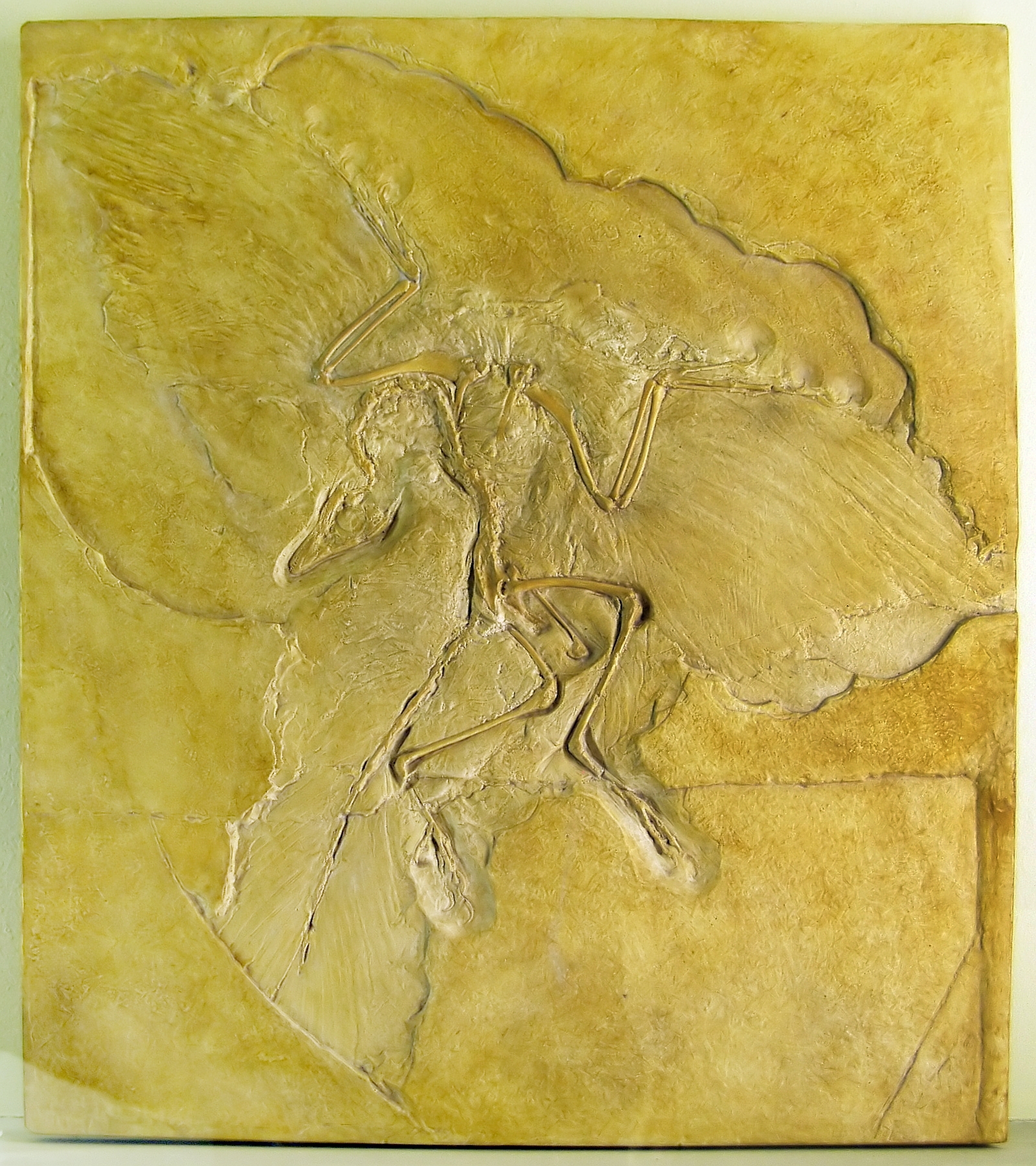 [Obrazek: naturkundemuseum_berlin_-_archaeopteryx_..._edit2.jpg]