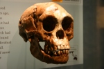 homo_floresiensis