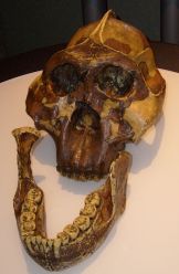 Australopithecus_boisei_skull